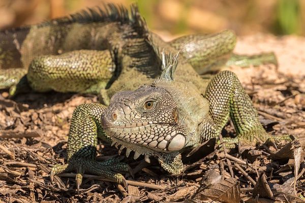 Brazil-Pantanal Green iguana